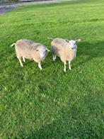 Rammen te koop, Dieren en Toebehoren, Schapen, Geiten en Varkens, Mannelijk, Schaap