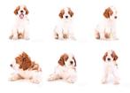 Zeldzame Irish Doodle pups Rood-Wit geboren!, Nederland, Rabiës (hondsdolheid), 8 tot 15 weken, Meerdere
