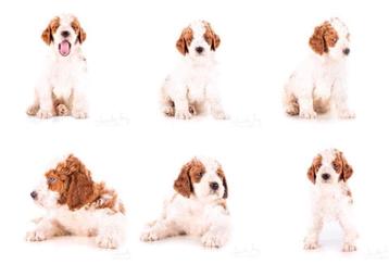 Zeldzame Irish Doodle pups Rood-Wit geboren! beschikbaar voor biedingen