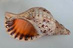 Grote Trompet schelp of Tritonis schelp 31 cm, Ophalen