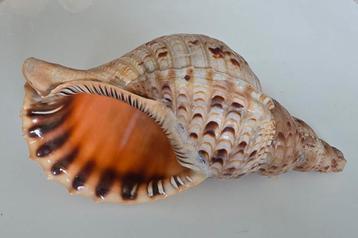 Grote Trompet schelp of Tritonis schelp 31 cm beschikbaar voor biedingen