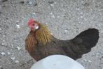 Krielkippen Hollandse kriel, Dieren en Toebehoren, Pluimvee, Meerdere dieren, Kip