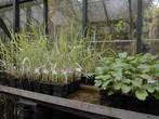 vijverplanten-waterplanten-moerasplanten, Tuin en Terras, Vijvers, Ophalen