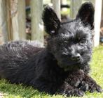 Prachtige schotse terriër pups (scottish terriër), Dieren en Toebehoren, Honden | Jack Russells en Terriërs, België, CDV (hondenziekte)