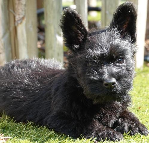 Prachtige schotse terriër pups (scottish terriër), Dieren en Toebehoren, Honden | Jack Russells en Terriërs, Reu, Overige rassen