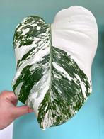 Topkwaliteit, superwitte Monstera Albo Variegata stek, Ophalen, Overige soorten, Minder dan 100 cm