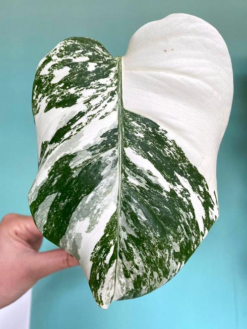 Topkwaliteit, superwitte Monstera Albo Variegata stek, Huis en Inrichting, Kamerplanten, Overige soorten, Minder dan 100 cm, Ophalen