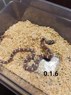 Pantherophis guttatus, Slang, Tam, 0 tot 2 jaar