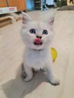 Lieve Siberische & Ragdoll Kittens Zoeken Liefdevol Thuis!, Dieren en Toebehoren, Meerdere dieren, Ontwormd, 0 tot 2 jaar