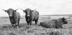 Schotse Hooglanders bij de Onlanden, Huis en Inrichting, Woonaccessoires | Schilderijen, Tekeningen en Foto's, Ophalen, Nieuw