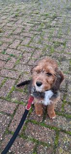 Lieve pup teefje Beagle x Toy Poedel, 20 weken, Dieren en Toebehoren, Honden | Beagles, Bassets en Lopende honden, Rabiës (hondsdolheid)