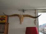 Mooie longhorn 160 cm, Huis en Inrichting, Ophalen, Zo goed als nieuw