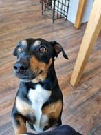 2 jack russels vader en dochter., Dieren en Toebehoren, Honden | Jack Russells en Terriërs, 6 jaar of ouder, Reu, Meerdere, Nederland