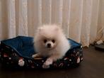 Pomeriaan zoekt met spoed baasje, Dieren en Toebehoren, 15 weken tot 1 jaar, Eén hond, Nederland, Particulier