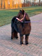 🎄🎅🏻🎄Leuke pony’s ‼️🎄🎅🏻🎄grote maar shet‼️, Gechipt, Niet van toepassing, 0 tot 2 jaar, A pony (tot 1.17m)