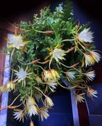 cactus - Epiphyllum anguliger - zaagcactus, Ophalen of Verzenden, Cactus, Volle zon, Minder dan 100 cm