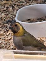 Poppen cubavink, Dieren en Toebehoren, Vogels | Overige Vogels, Vrouwelijk