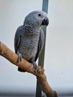 Jonge grijze roodstaart mannen, Mannelijk, Papegaai, Geringd