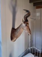 OPGEZETTE KOP, Verzamelen, Dierenverzamelingen, Ophalen, Zo goed als nieuw, Wild dier, Gewei of Kop