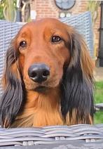 Gezocht, Dieren en Toebehoren, Honden | Teckels en Dashonden, Standaard, Reu, 8 tot 15 weken, Langhaar