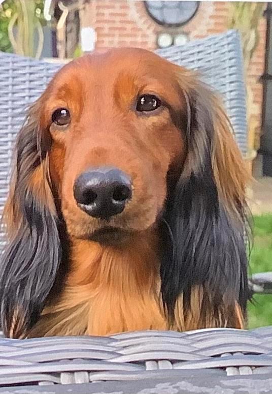 Gezocht, Dieren en Toebehoren, Honden | Teckels en Dashonden, Reu, Langhaar, Standaard, Fokker | Hobbymatig, Eén hond, Nederland