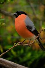 1-0 europese goudvink ek 2025, Dieren en Toebehoren, Vogels | Overige Vogels, Mannelijk, Wildzangvogel