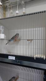 Boerkeparkiet koppels onverwand, Dieren en Toebehoren, Vogels | Parkieten en Papegaaien, Meerdere dieren, Parkiet