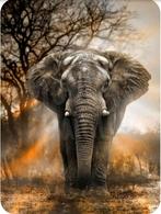 Diamond painting olifant in schemer, Ophalen of Verzenden, Nieuw