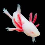 Gezocht: Albino Axolotl, Dieren en Toebehoren, Overige soorten