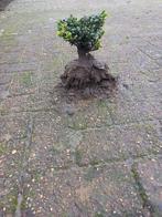 ilex, Ophalen, Hulst, Minder dan 100 cm