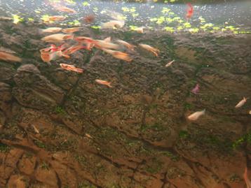 Endler Guppy mannen + guppy vrouwen. € 0,50 perstuk  beschikbaar voor biedingen