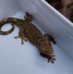 Sarasinorum gekko 1.0, Hagedis, 3 tot 6 jaar