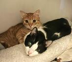 2 super leuke kittens 6mnd gecastr/gesterilis/chip/ingeent, Dieren en Toebehoren, Katten en Kittens | Overige Katten, Meerdere dieren