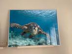 Ingelijste poster zeeschildpad glas, Ophalen, Met lijst, Rechthoekig Liggend, Zo goed als nieuw