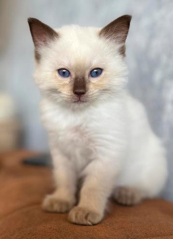 Chocolate point ragdoll katertje met stamboom beschikbaar voor biedingen