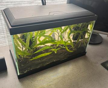 Ciano aqua 20 met een led lamp beschikbaar voor biedingen