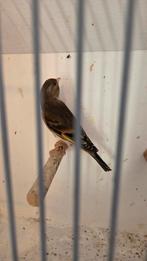 Bastaard putter, Mannelijk, Wildzangvogel, Geringd