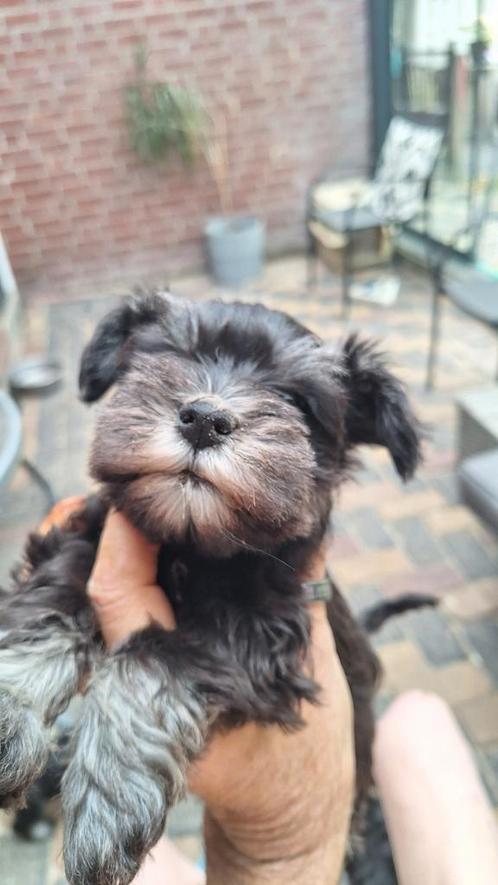 Dwergschnauzer Zwart/Zilver, Dieren en Toebehoren, Honden | Bulldogs, Pinschers en Molossers, Meerdere dieren, Overige rassen