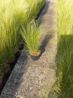 Stipa ponytails siergrassen | verschillende maten!, Ophalen of Verzenden, Zomer, Siergrassen, Volle zon