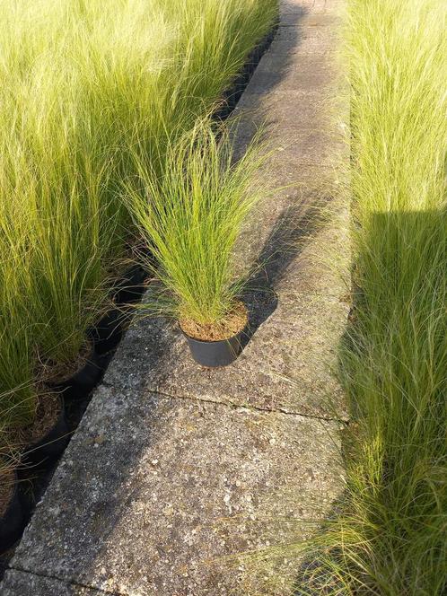 Stipa ponytails siergrassen | verschillende maten!, Tuin en Terras, Planten | Tuinplanten, Siergrassen, Volle zon, Zomer, Ophalen of Verzenden