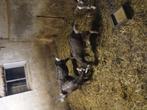 Toggenburger, Dieren en Toebehoren, Schapen, Geiten en Varkens, Vrouwelijk, Geit