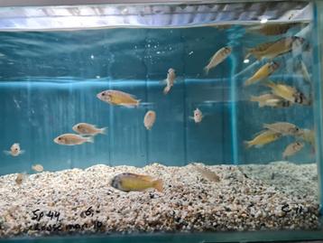 Haplochromis sp. CH44, Victoria Cichliden beschikbaar voor biedingen
