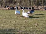 Ganzen eieren, Dieren en Toebehoren, Pluimvee, Geslacht onbekend, Gans of Zwaan