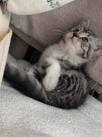 Half perzische kittens😻, Poes, Ontwormd