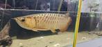 Golden Crossback Asian arowana., Dieren en Toebehoren, Vissen | Aquariumvissen, Vis, Zoetwatervis