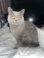 Raszuivere Britse Korthaar kitten, Dieren en Toebehoren, Katten en Kittens | Raskatten | Korthaar, Poes, Ontwormd