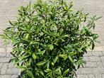 Edgeworthia chrysanthea - Papierstruik te koop, Ophalen, Overige soorten, Struik, Minder dan 100 cm