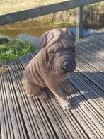 Shar-Pei, Tuin en Terras, Tuinbeelden, Nieuw, Kunststof, Ophalen, Dierenbeeld