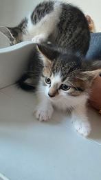 Drie prachtige katten