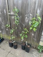 Appelboompjes ‘Antownovka’, Ophalen, Minder dan 100 cm, In pot, Overige soorten